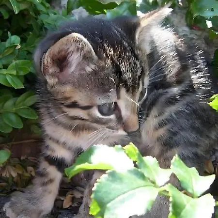 בית חווה Christianshof *