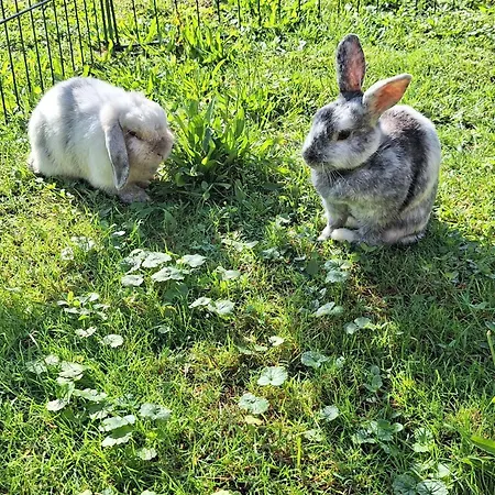 בית חווה Christianshof אופנאו